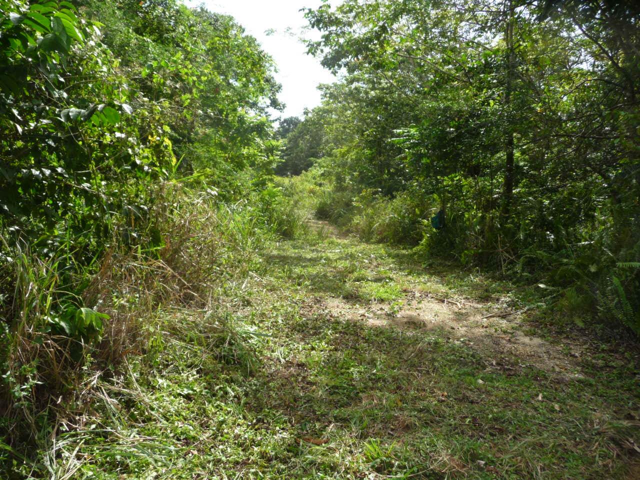 Third image of Mango Valley in Mango Valley, St. Mary, Jamaica - property is For Sale