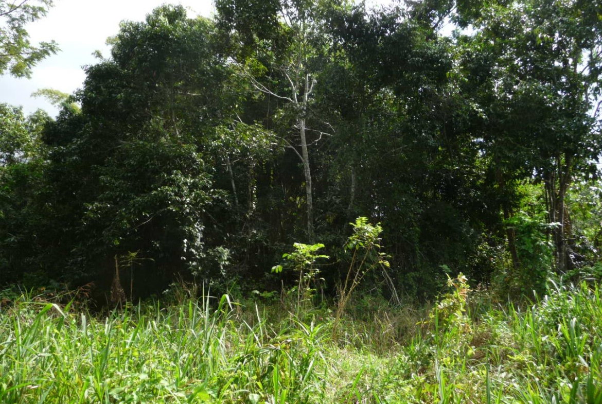 Fourth image of Mango Valley in Mango Valley, St. Mary, Jamaica - property is For Sale