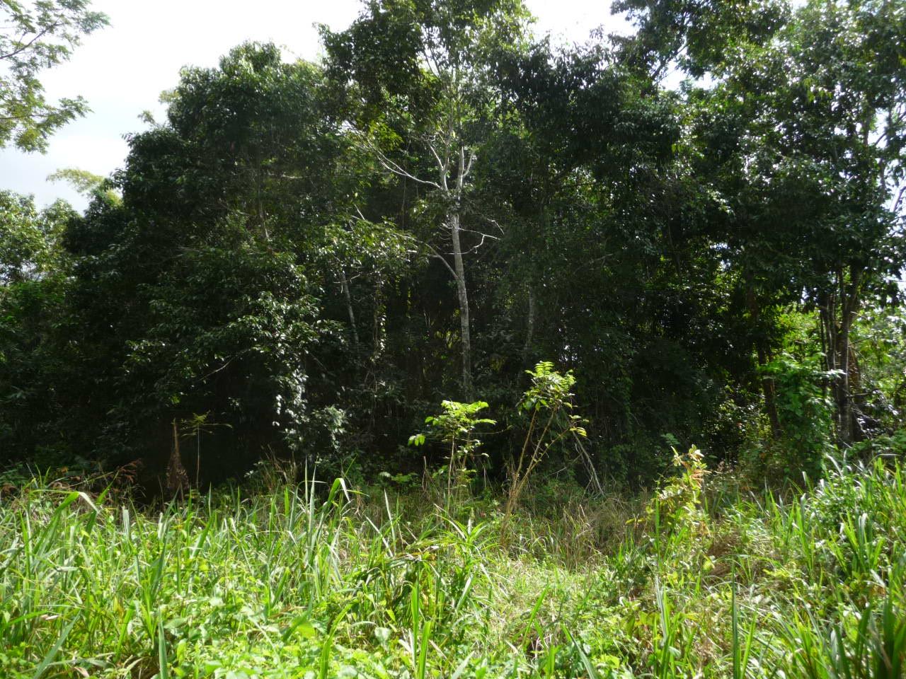 Fourth image of Mango Valley in Mango Valley, St. Mary, Jamaica - property is For Sale