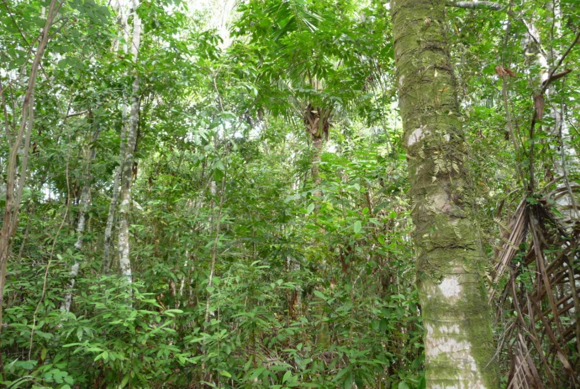 Sixth image of Mango Valley in Mango Valley, St. Mary, Jamaica - property is For Sale