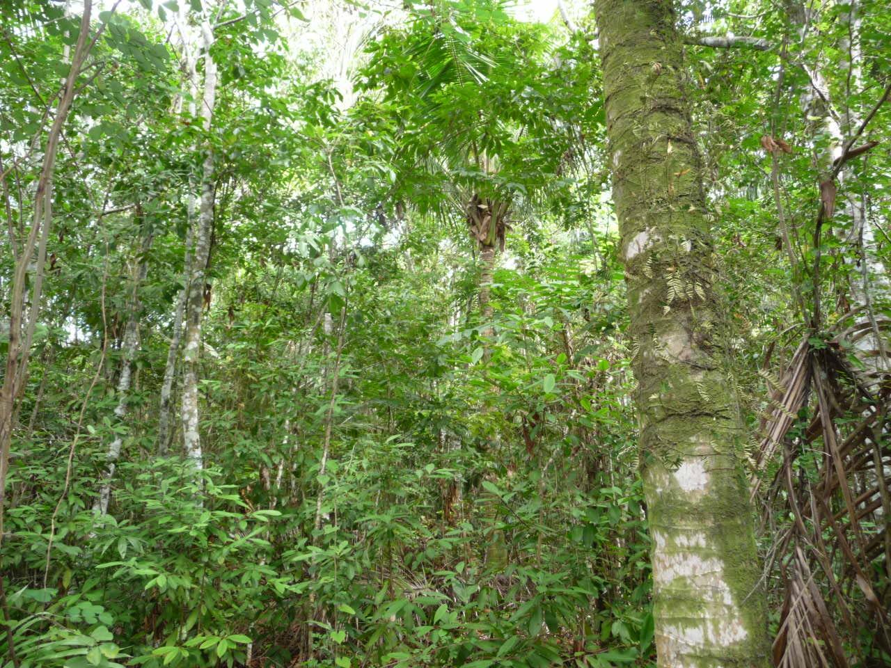 Sixth image of Mango Valley in Mango Valley, St. Mary, Jamaica - property is For Sale