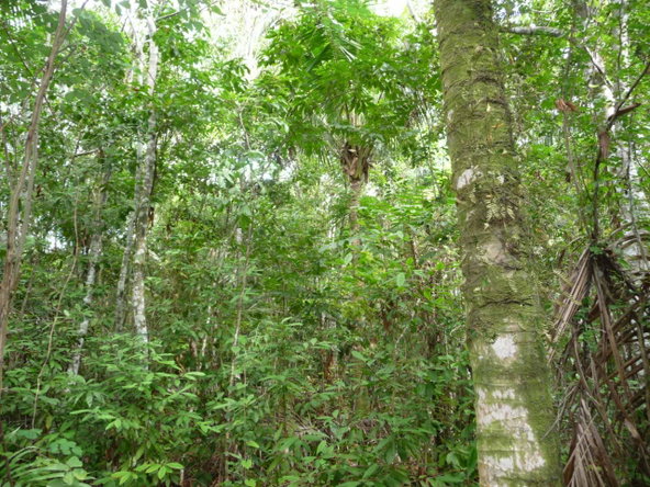 Sixth image of Mango Valley in Mango Valley, St. Mary, Jamaica - property is For Sale