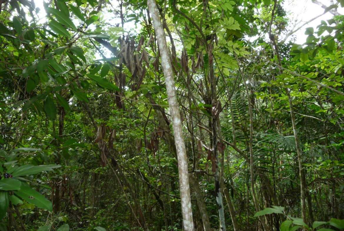 Seventh image of Mango Valley in Mango Valley, St. Mary, Jamaica - property is For Sale