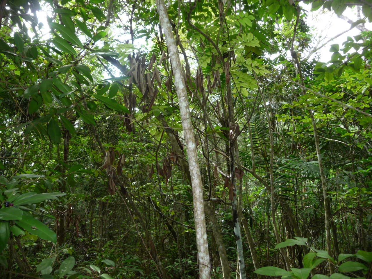 Seventh image of Mango Valley in Mango Valley, St. Mary, Jamaica - property is For Sale