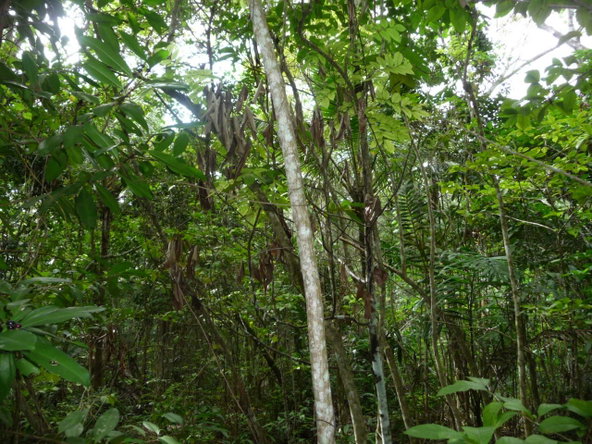 Seventh image of Mango Valley in Mango Valley, St. Mary, Jamaica - property is For Sale