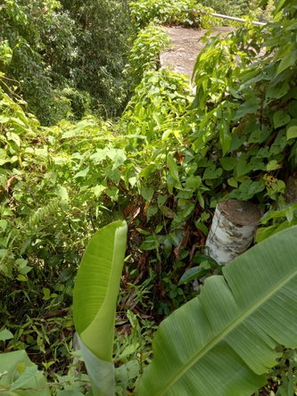 Second image of Copse, Lethe in Lethe, Hanover, Jamaica - property is For Sale