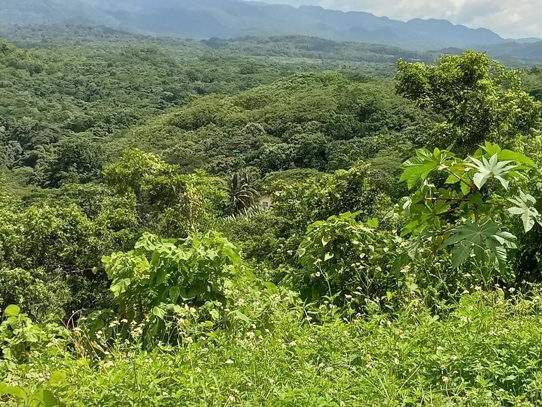 Twelfth image of Copse, Lethe in Lethe, Hanover, Jamaica - property is For Sale