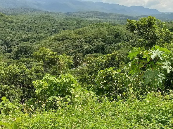 Twelfth image of Copse, Lethe in Lethe, Hanover, Jamaica - property is For Sale