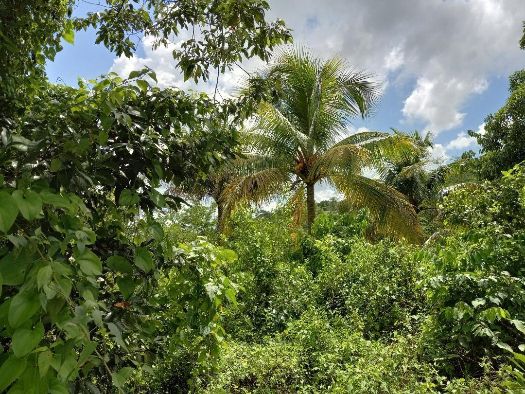 Fifteenth image of Copse, Lethe in Lethe, Hanover, Jamaica - property is For Sale