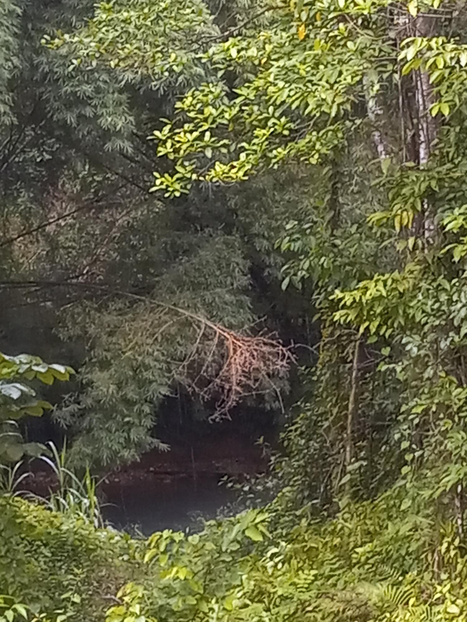 Sixteenth image of Copse, Lethe in Lethe, Hanover, Jamaica - property is For Sale