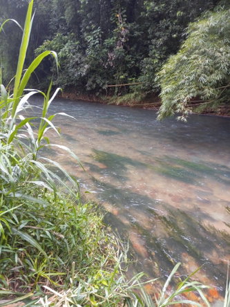 Seventeenth image of Copse, Lethe in Lethe, Hanover, Jamaica - property is For Sale