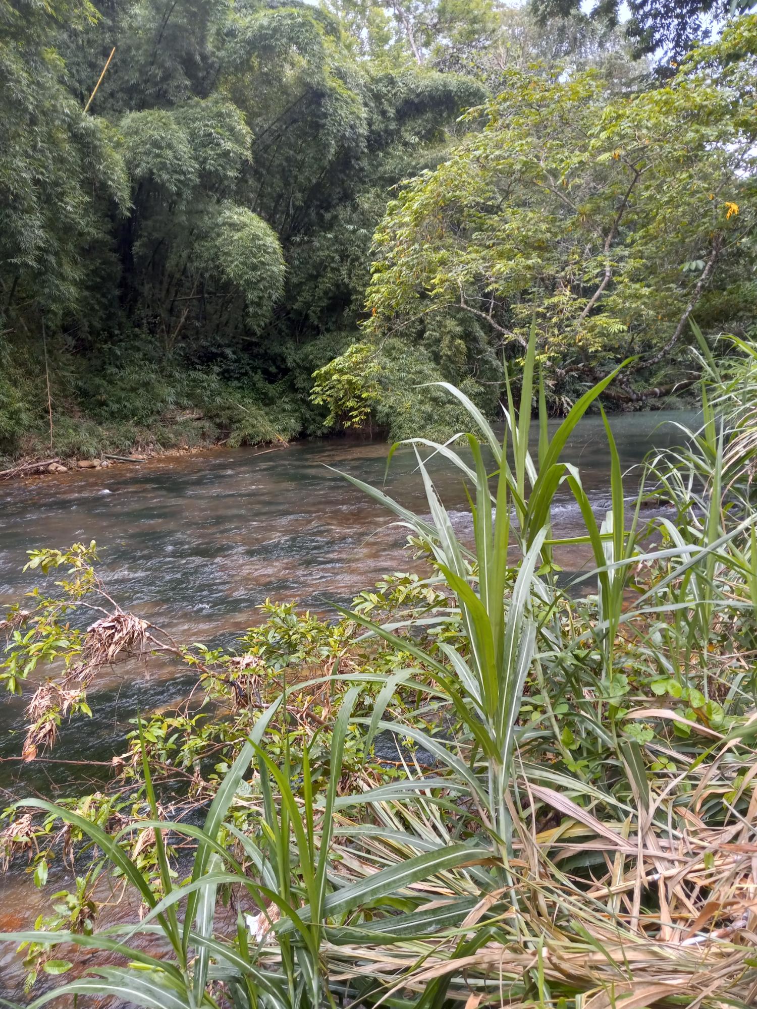 Eighteenth image of Copse, Lethe in Lethe, Hanover, Jamaica - property is For Sale