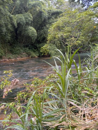 Eighteenth image of Copse, Lethe in Lethe, Hanover, Jamaica - property is For Sale