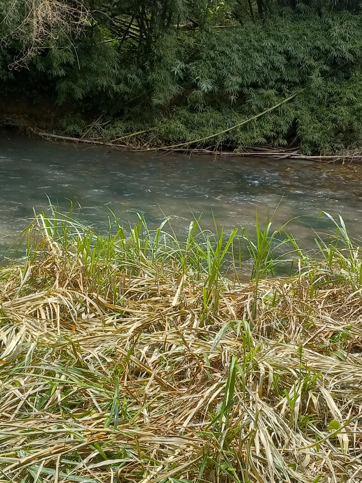Nineteenth image of Copse, Lethe in Lethe, Hanover, Jamaica - property is For Sale