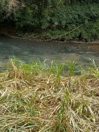 Nineteenth image of Copse, Lethe in Lethe, Hanover, Jamaica - property is For Sale