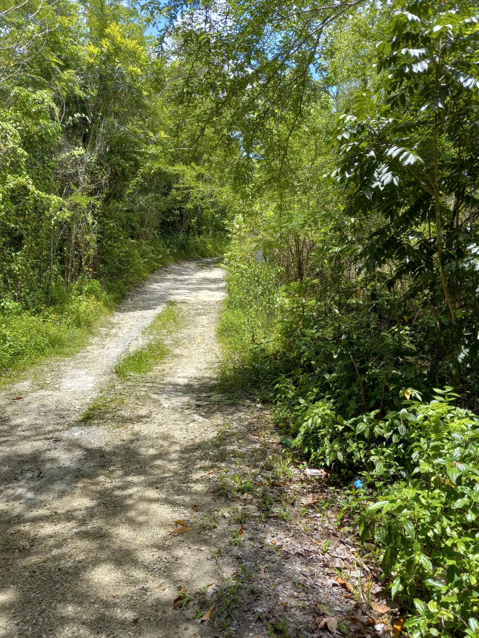 Third image of Copse, Lethe in Lethe, Hanover, Jamaica - property is For Sale