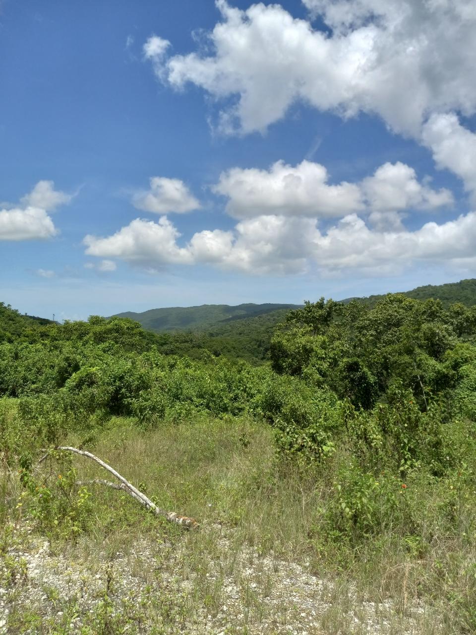 Fourth image of Copse, Lethe in Lethe, Hanover, Jamaica - property is For Sale