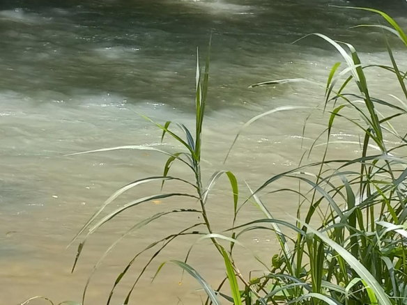 First image of Copse, Lethe in Lethe, Hanover, Jamaica - property is For Sale