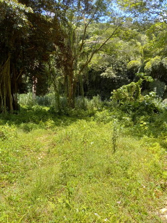 Eighth image of Copse, Lethe in Lethe, Hanover, Jamaica - property is For Sale