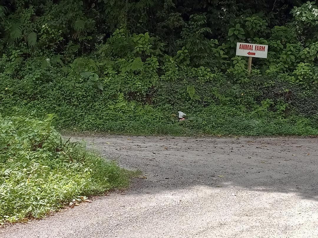 Tenth image of Copse, Lethe in Lethe, Hanover, Jamaica - property is For Sale