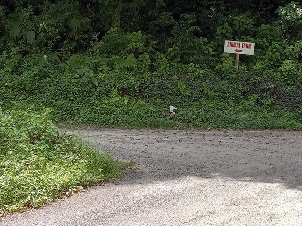 Tenth image of Copse, Lethe in Lethe, Hanover, Jamaica - property is For Sale