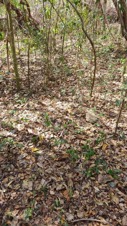 Sixth image of 74 Pitkelleney in Negril, Westmoreland, Jamaica - property is For Sale