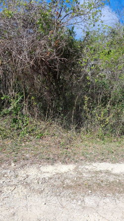 Seventh image of 74 Pitkelleney in Negril, Westmoreland, Jamaica - property is For Sale