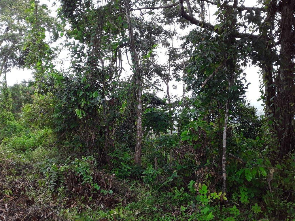 Third image of New Hope in Ocho Rios, St. Ann, Jamaica - property is For Sale