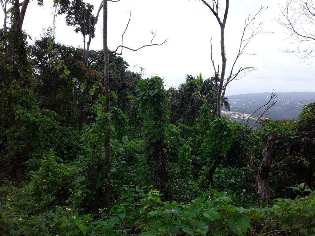 Fifth image of New Hope in Ocho Rios, St. Ann, Jamaica - property is For Sale