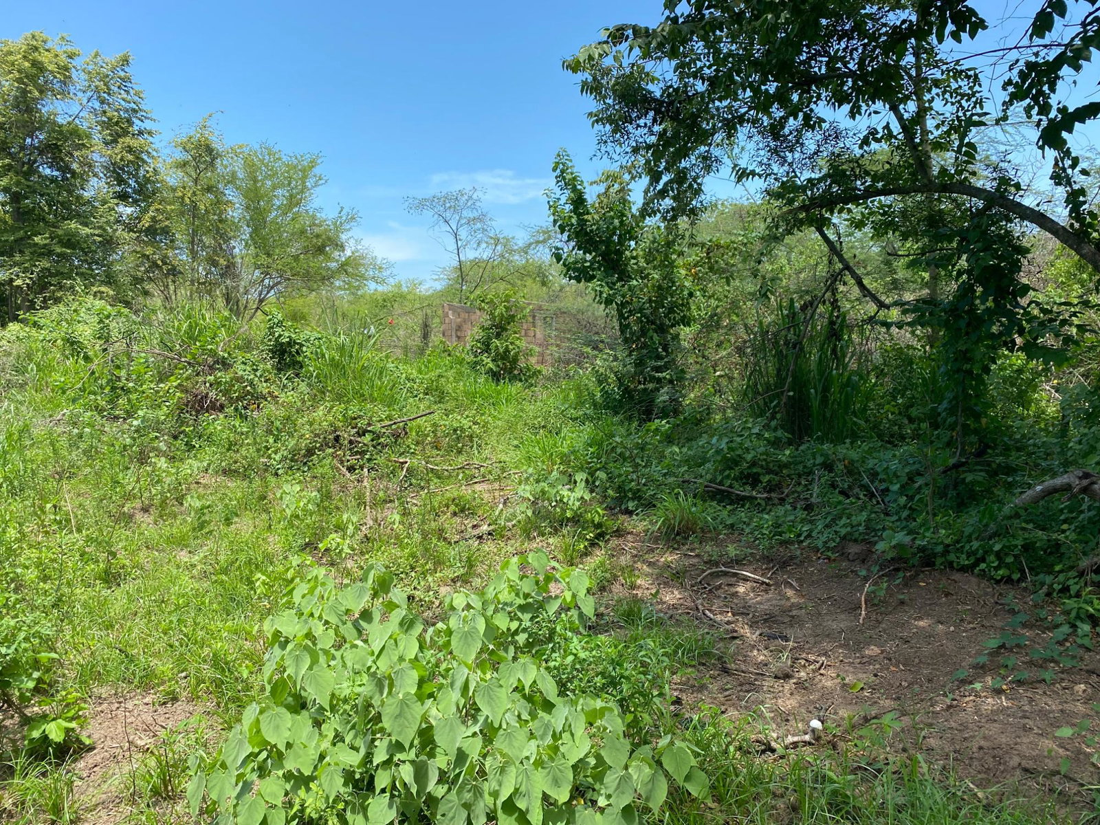 Prime-Development-Land-for-Sale-in-Old-Harbour-23-Acres Second image of 36a Bushy Park in Old Harbour, St. Catherine, Jamaica - property is For Sale