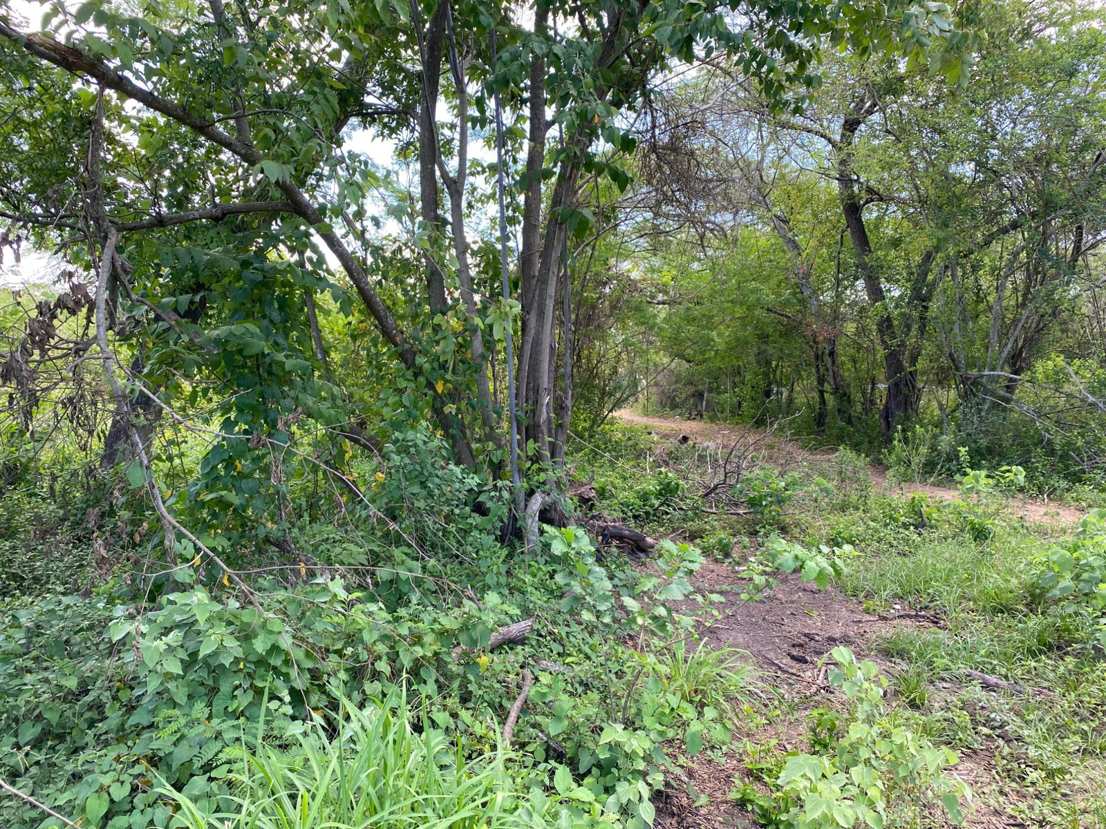 Prime-Development-Land-for-Sale-in-Old-Harbour-23-Acres Fifth image of 36a Bushy Park in Old Harbour, St. Catherine, Jamaica - property is For Sale