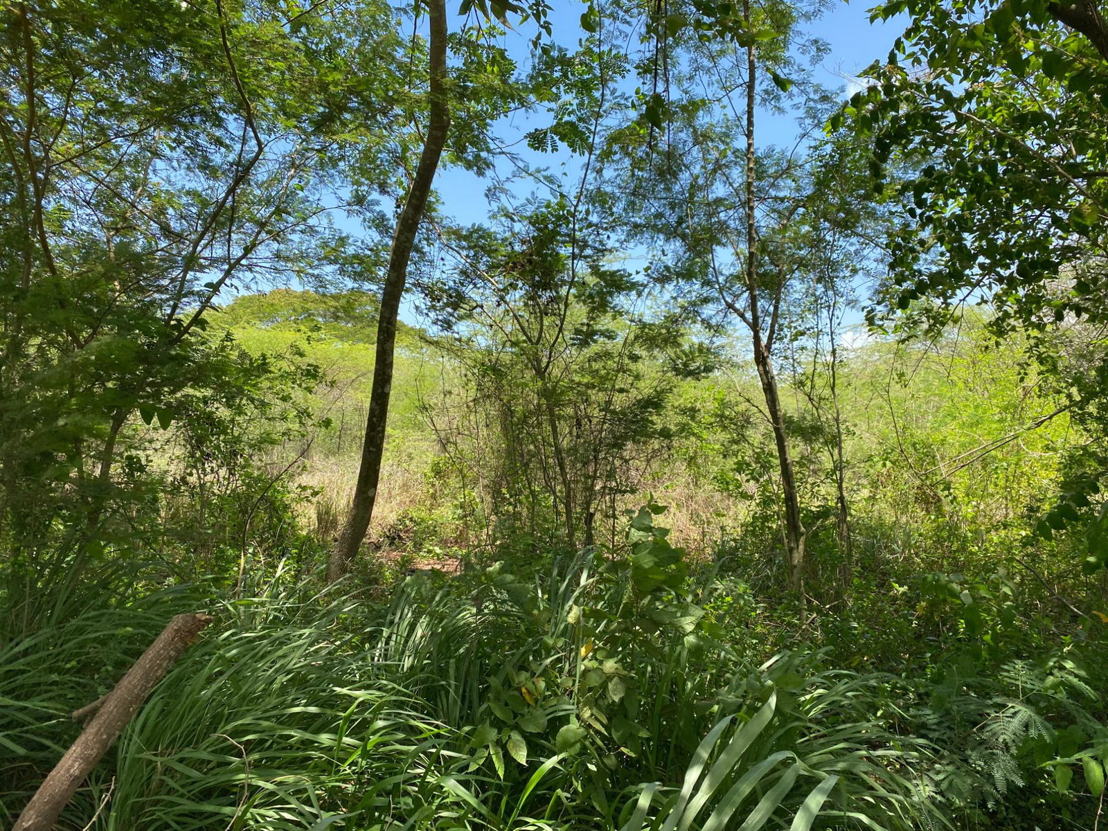 Prime-Development-Land-for-Sale-in-Old-Harbour-23-Acres Sixth image of 36a Bushy Park in Old Harbour, St. Catherine, Jamaica - property is For Sale