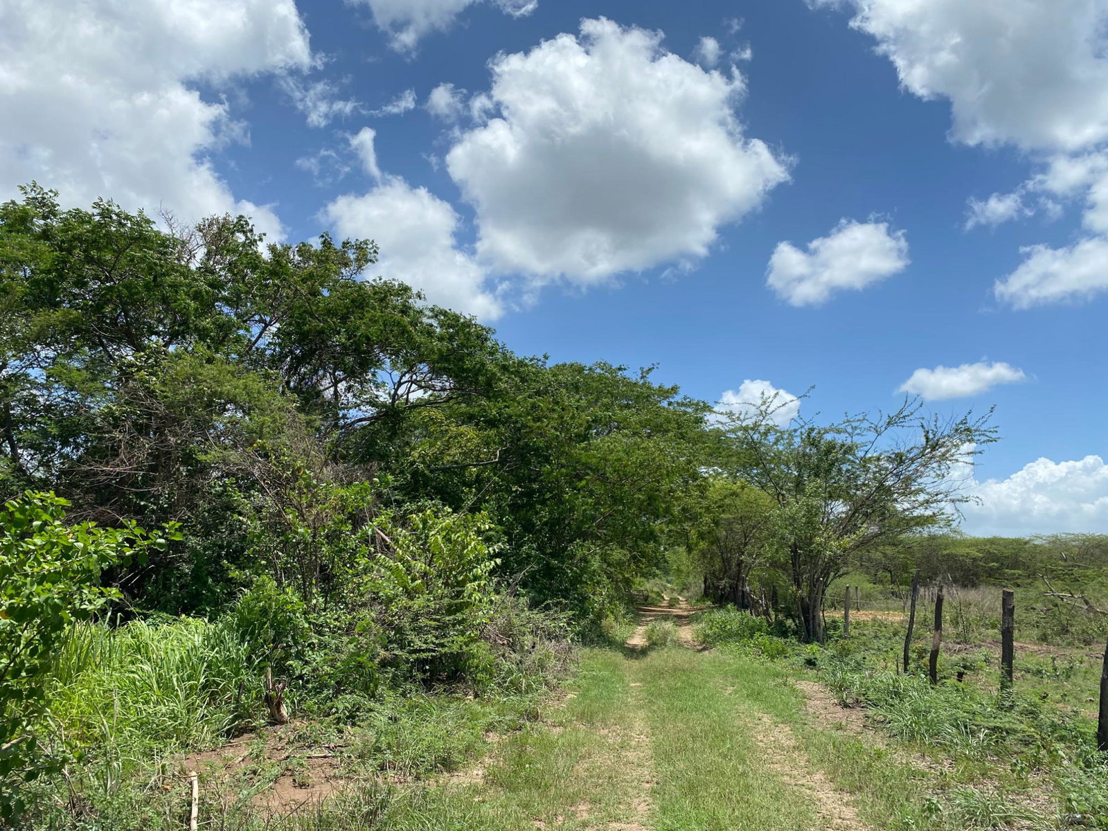 Prime-Development-Land-for-Sale-in-Old-Harbour-23-Acres Seventh image of 36a Bushy Park in Old Harbour, St. Catherine, Jamaica - property is For Sale