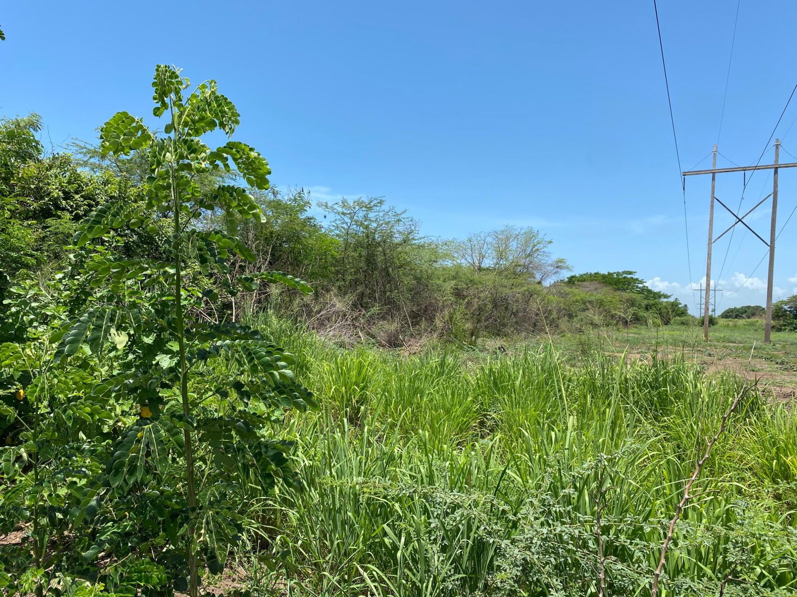 Prime-Development-Land-for-Sale-in-Old-Harbour-23-Acres Ninth image of 36a Bushy Park in Old Harbour, St. Catherine, Jamaica - property is For Sale