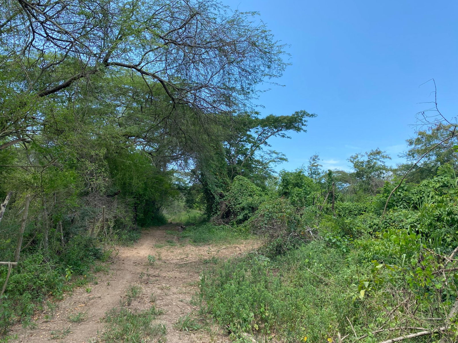 Prime-Development-Land-for-Sale-in-Old-Harbour-23-Acres First image of 36a Bushy Park in Old Harbour, St. Catherine, Jamaica - property is For Sale