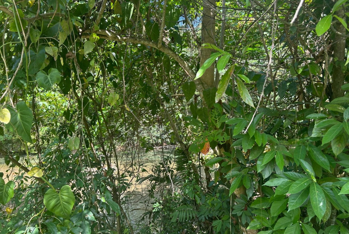 Fourth image of Lot- Warwrick Castle Saint Mar in Retreat, St. Mary, Jamaica - property is For Sale
