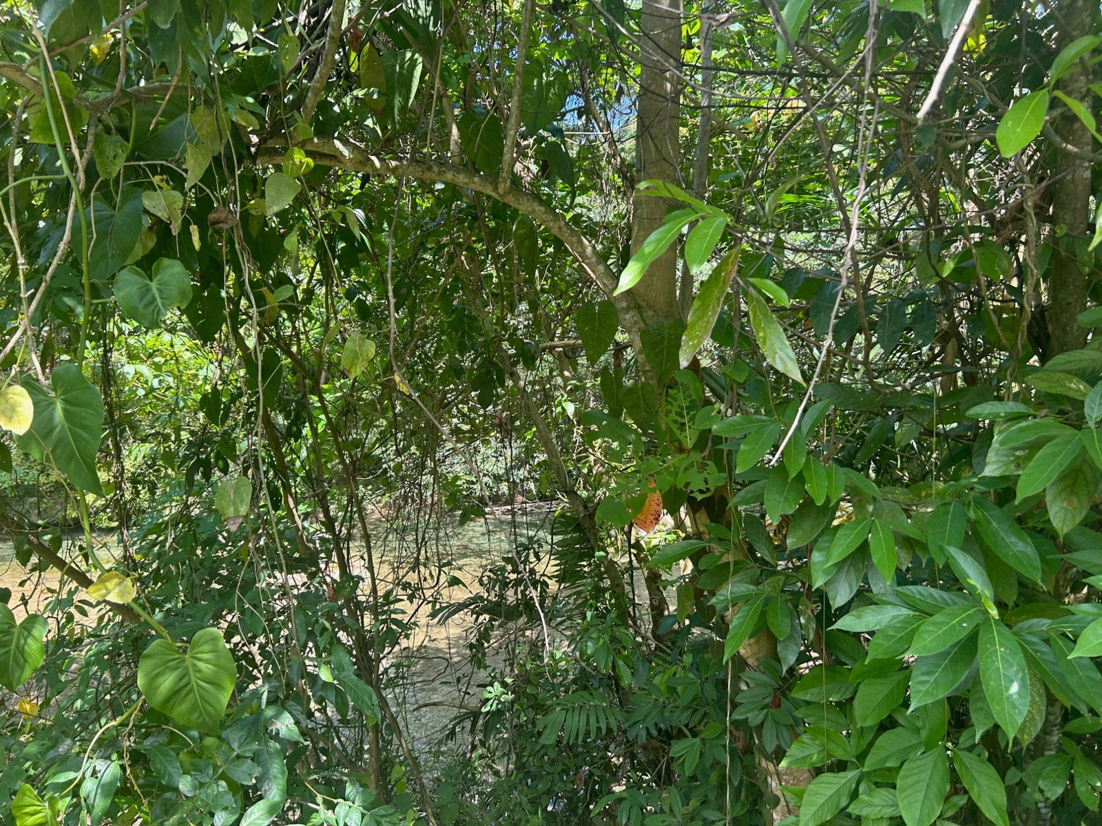 Fourth image of Lot- Warwrick Castle Saint Mar in Retreat, St. Mary, Jamaica - property is For Sale