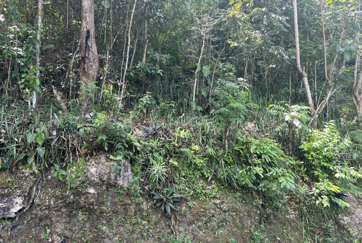 Fifth image of Lot- Warwrick Castle Saint Mar in Retreat, St. Mary, Jamaica - property is For Sale