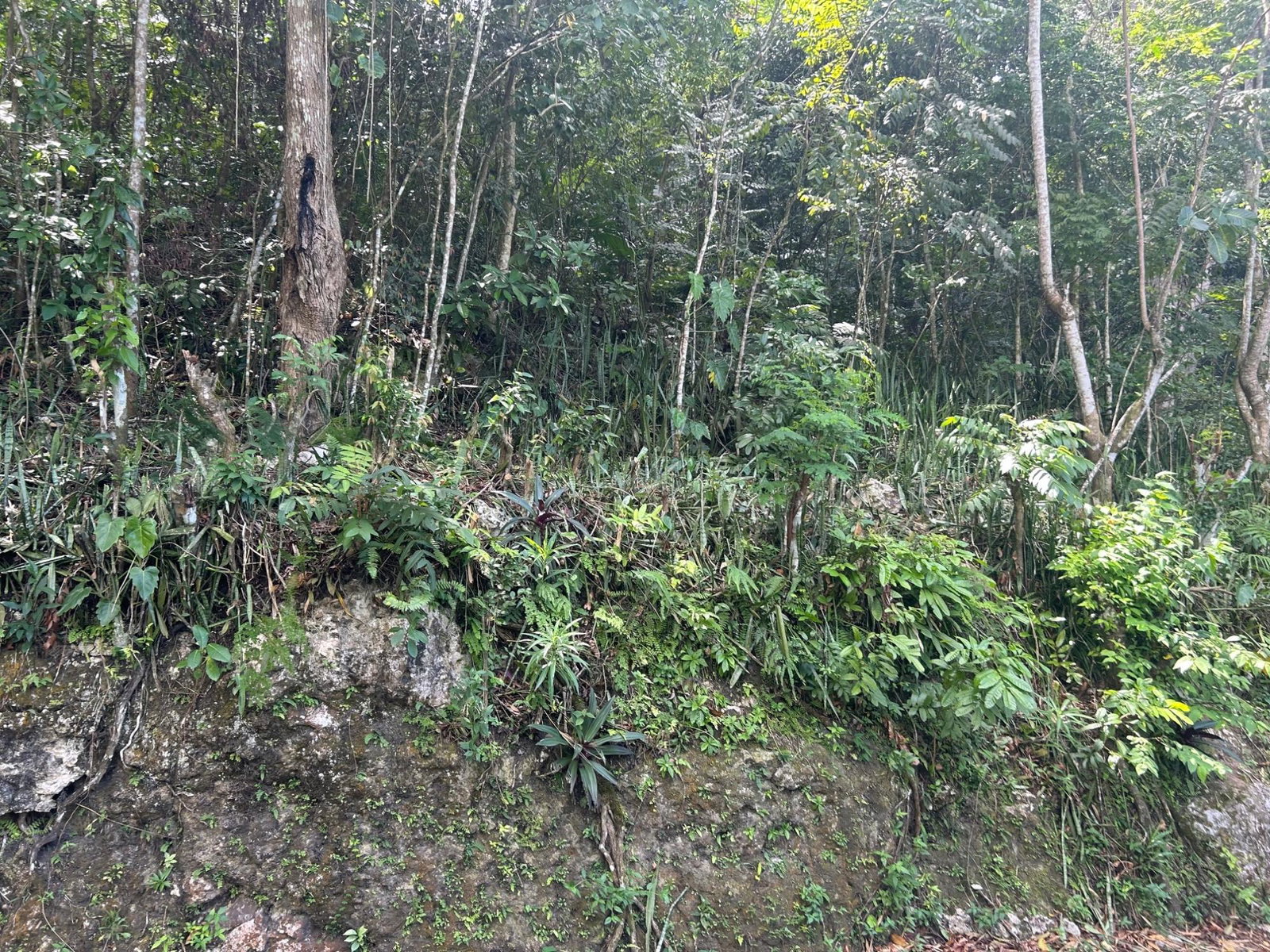 Fifth image of Lot- Warwrick Castle Saint Mar in Retreat, St. Mary, Jamaica - property is For Sale