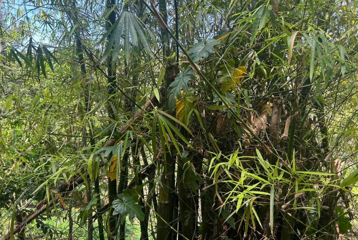 Sixth image of Lot- Warwrick Castle Saint Mar in Retreat, St. Mary, Jamaica - property is For Sale