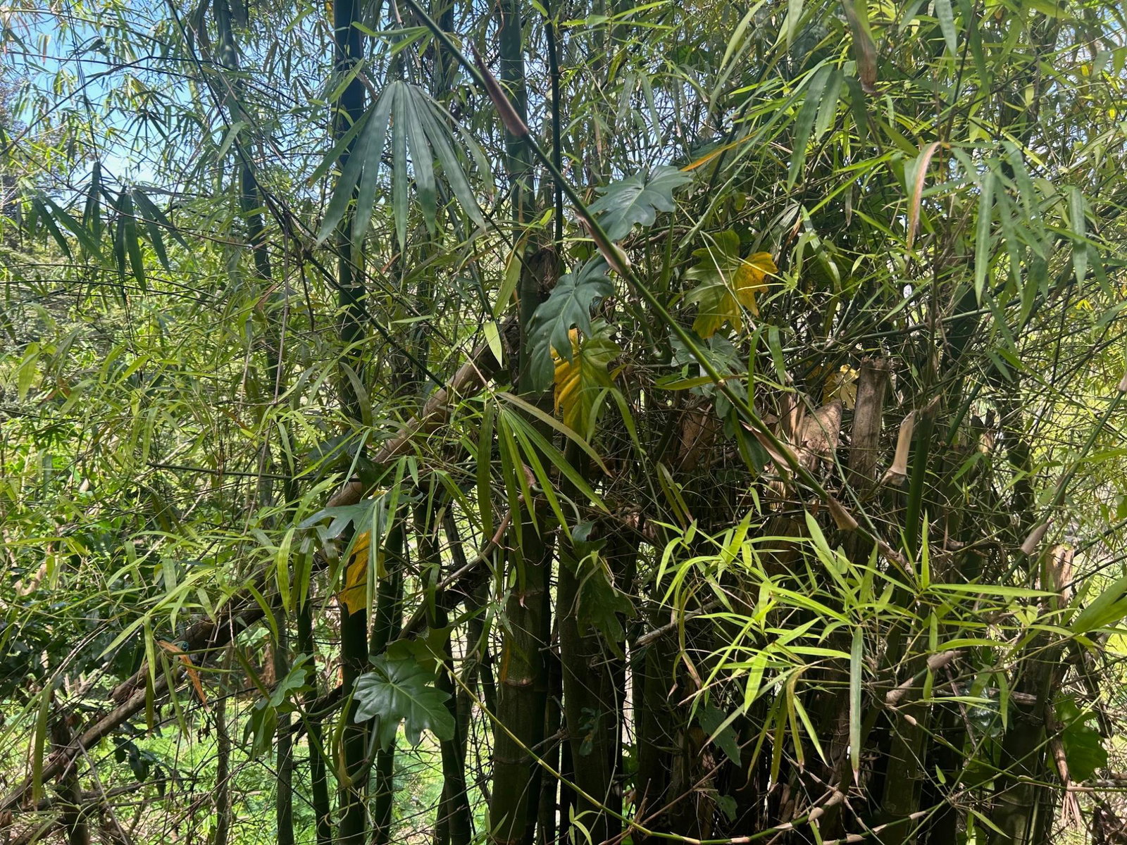 Sixth image of Lot- Warwrick Castle Saint Mar in Retreat, St. Mary, Jamaica - property is For Sale