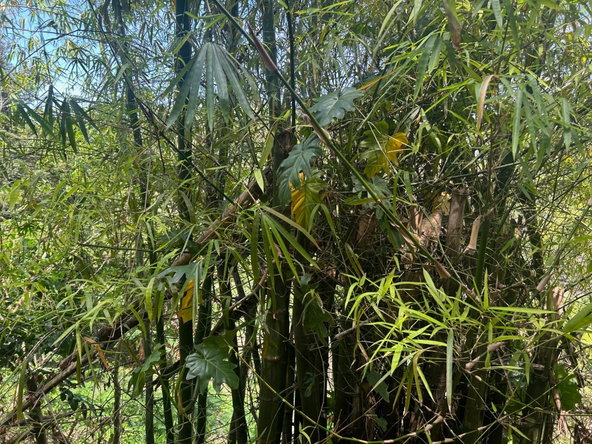 Sixth image of Lot- Warwrick Castle Saint Mar in Retreat, St. Mary, Jamaica - property is For Sale