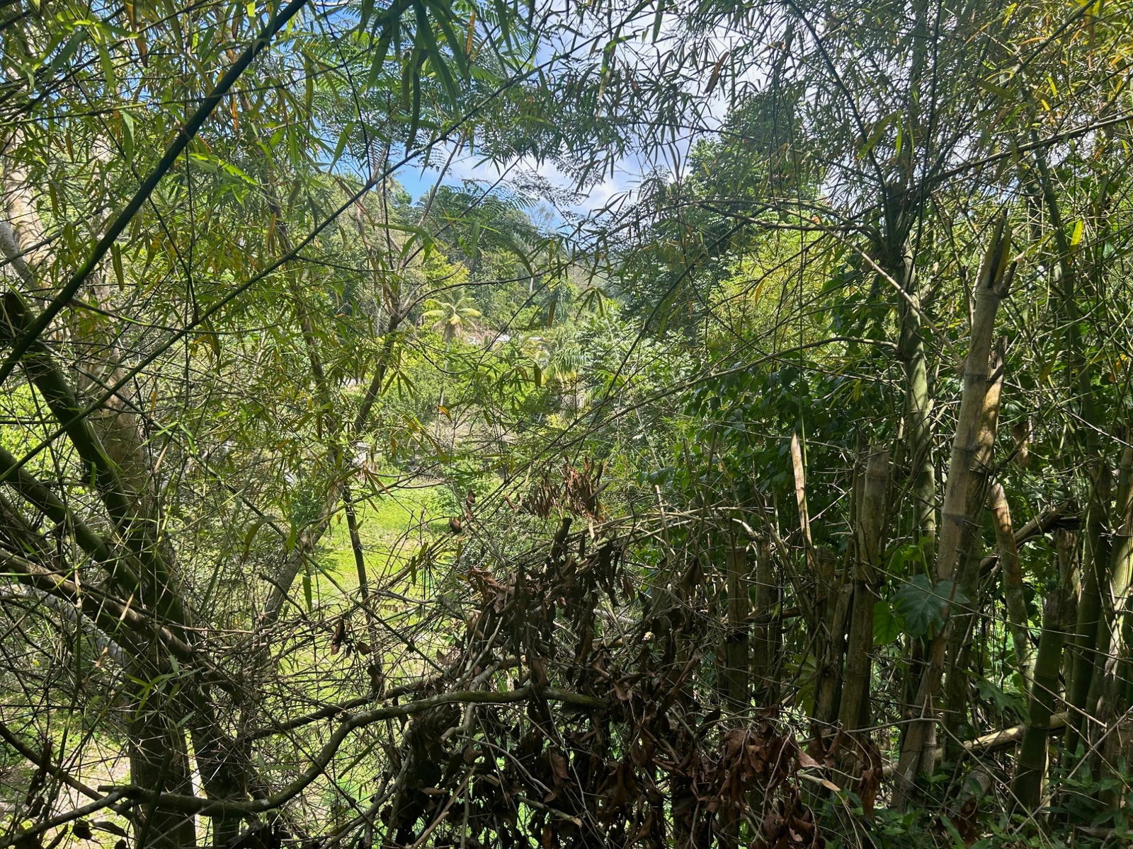Seventh image of Lot- Warwrick Castle Saint Mar in Retreat, St. Mary, Jamaica - property is For Sale