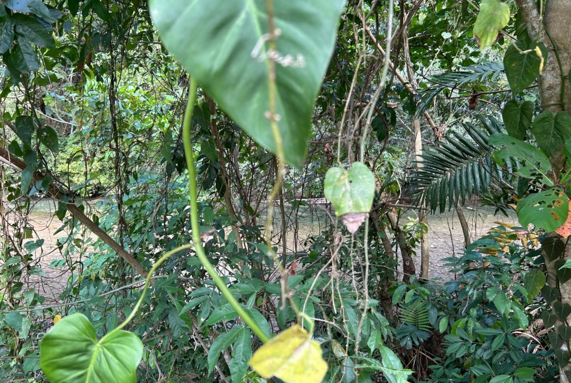 Eighth image of Lot- Warwrick Castle Saint Mar in Retreat, St. Mary, Jamaica - property is For Sale