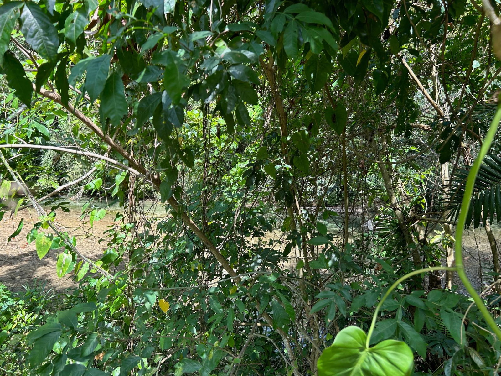 Tenth image of Lot- Warwrick Castle Saint Mar in Retreat, St. Mary, Jamaica - property is For Sale