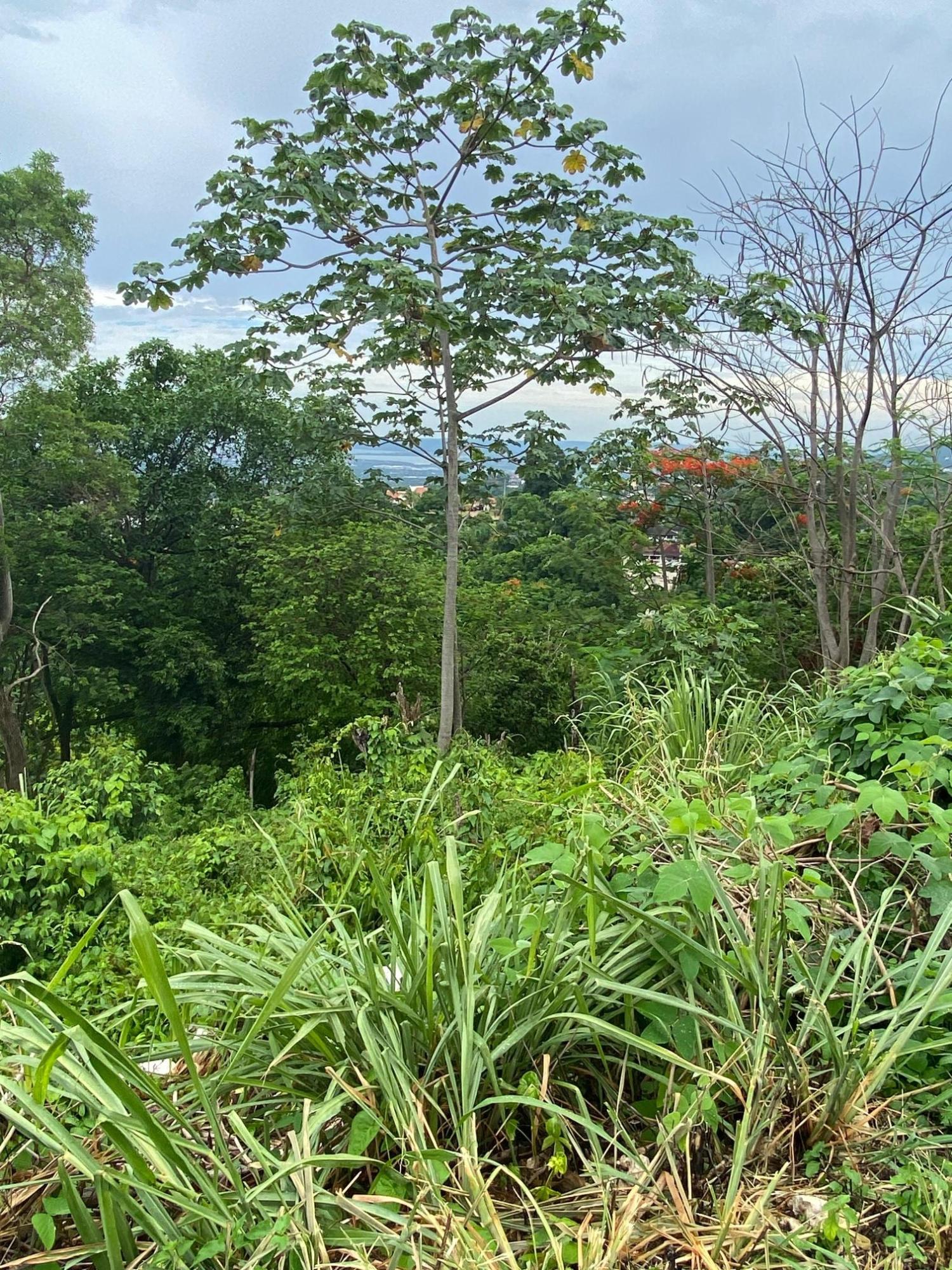 Twenty-Fifth image of 34 And 36 Hermitage Dam Road in Kingston 9, St. Andrew, Jamaica - property is For Sale