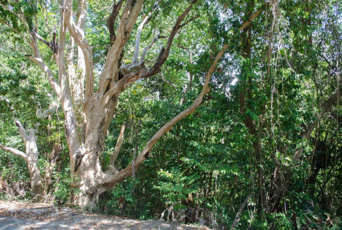 Second image of Lot 1 & 2 Sussex in St. Ann's Bay, St. Ann, Jamaica - property is For Sale