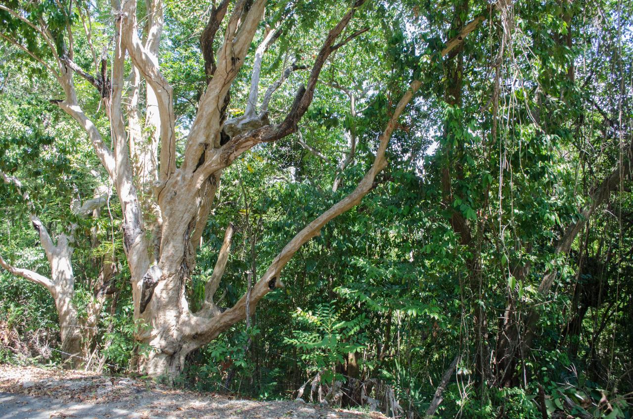 Second image of Lot 1 & 2 Sussex in St. Ann's Bay, St. Ann, Jamaica - property is For Sale