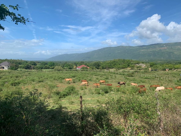 Sixth image of Land Watchwell, st Elizabeth in Watchwell, St. Elizabeth, Jamaica - property is For Sale