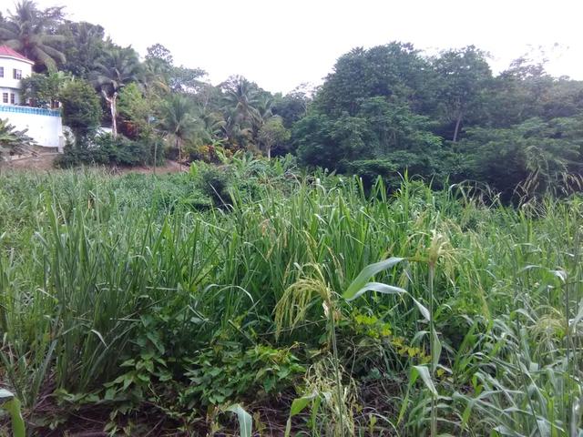 Sixth image of Retirement in Granville, St. James, Jamaica - property is For Sale